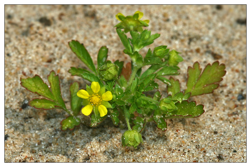 Image of Potentilla supina specimen.