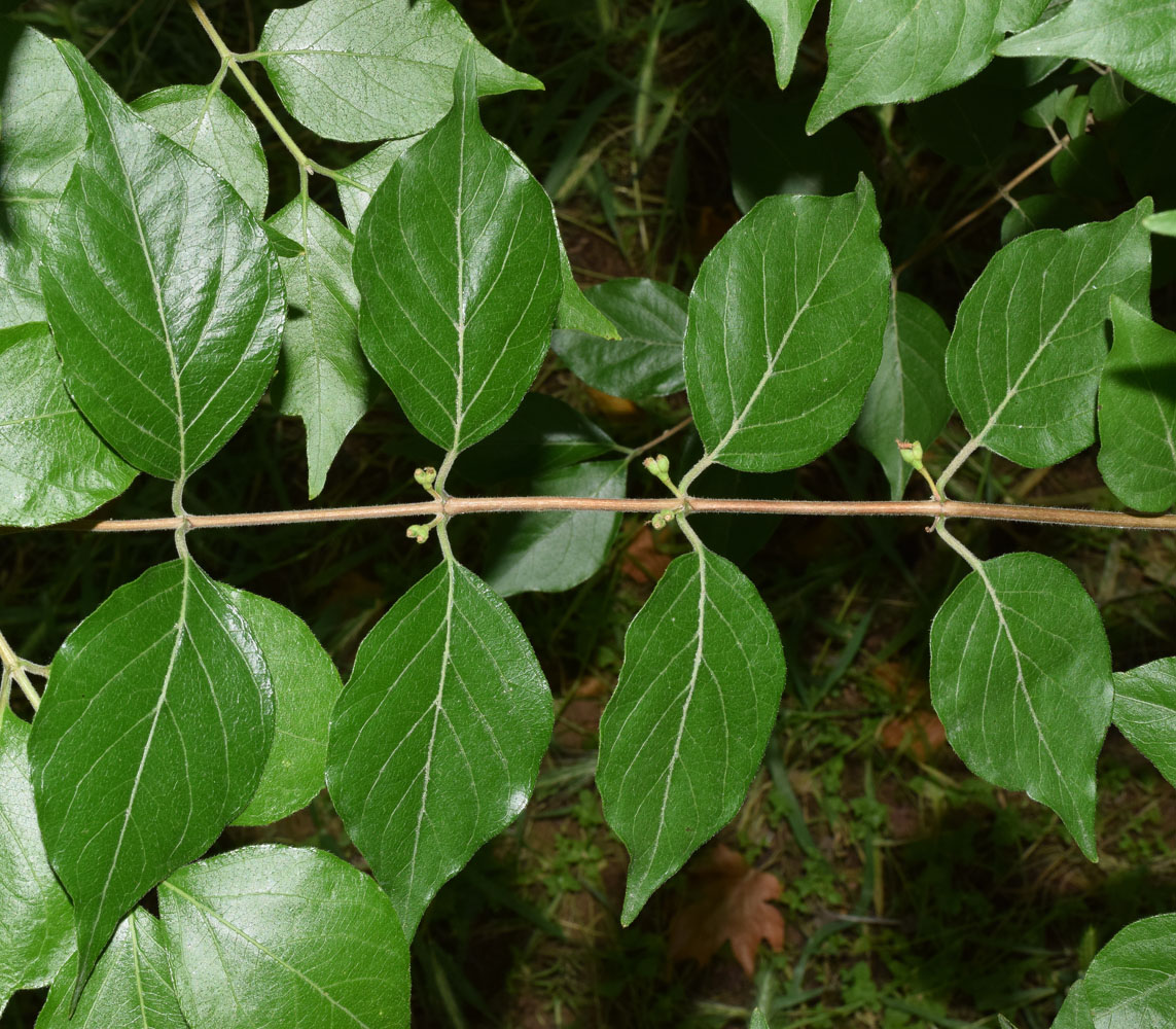 Image of genus Lonicera specimen.