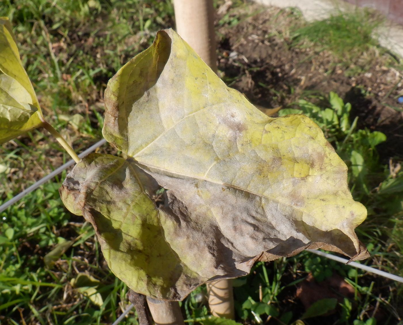 Изображение особи Catalpa bignonioides.