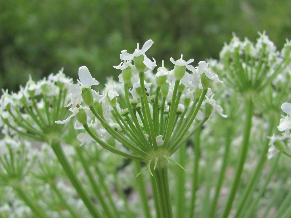 Изображение особи Heracleum leskovii.