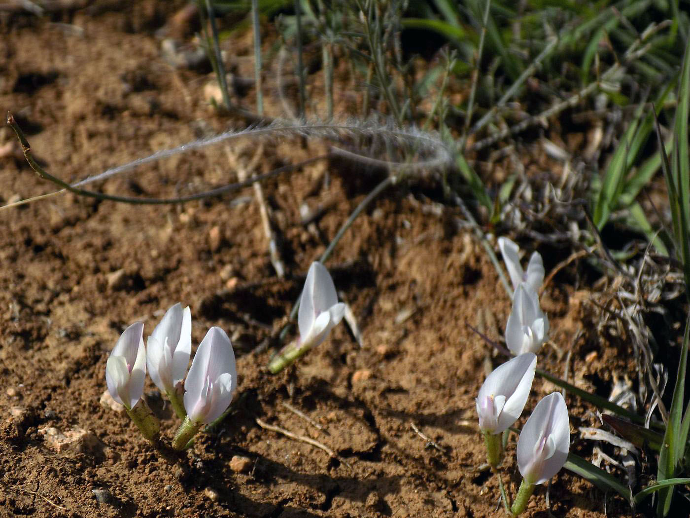 Изображение особи Astragalus ucrainicus.