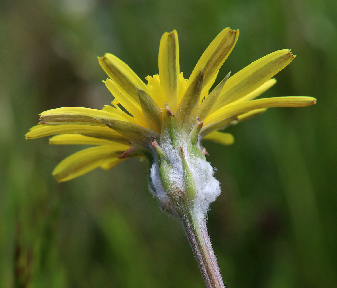 Image of Scorzonera cana specimen.