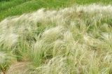 Смотреть изображение Stipa lessingiana