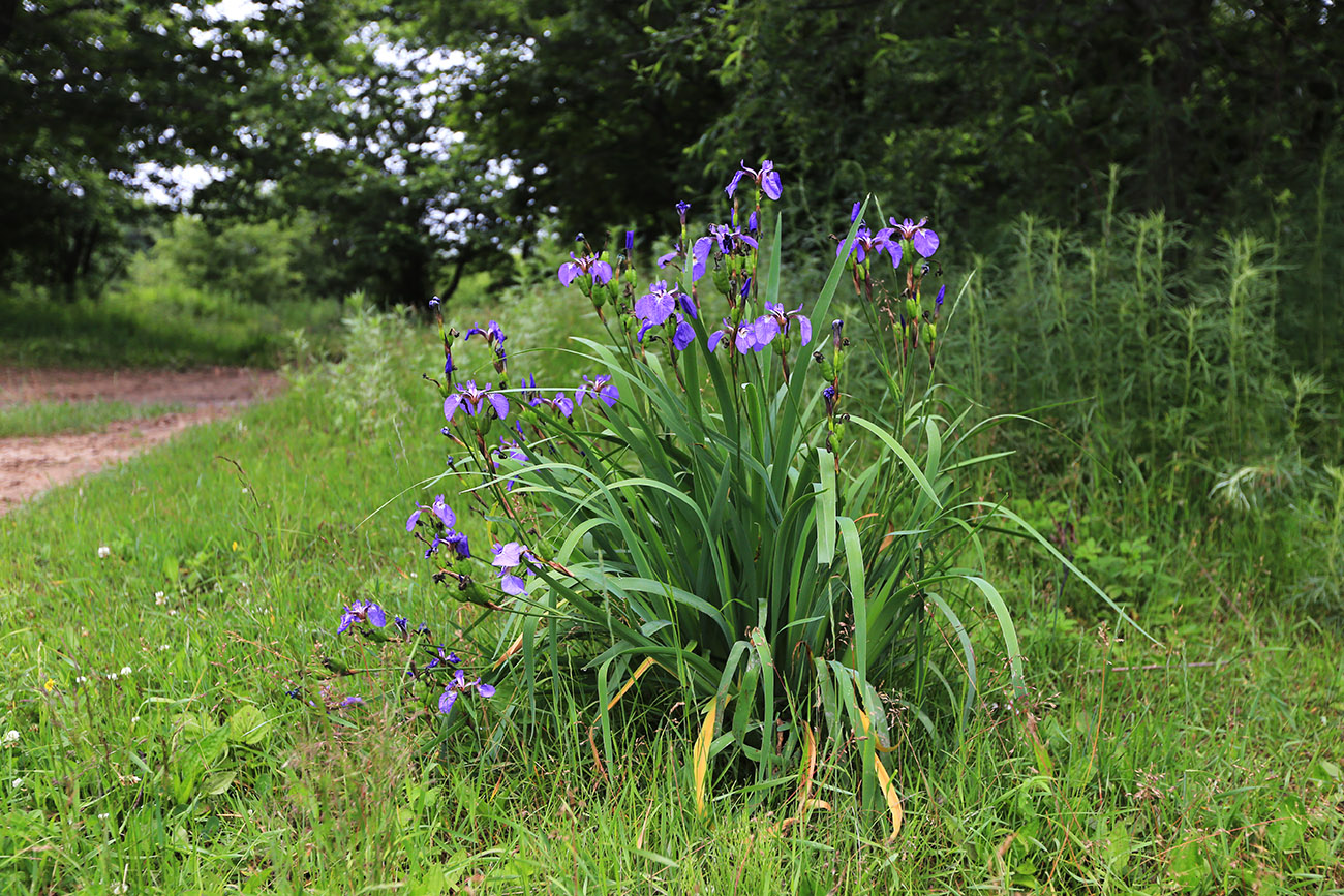 Image of Iris setosa specimen.