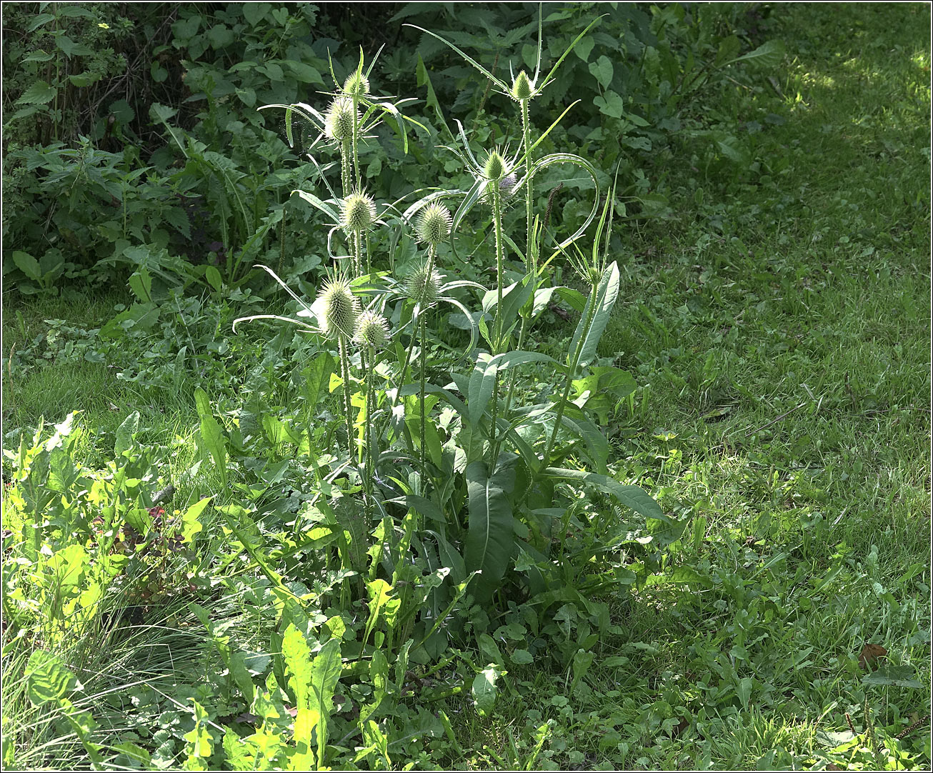 Image of Dipsacus fullonum specimen.