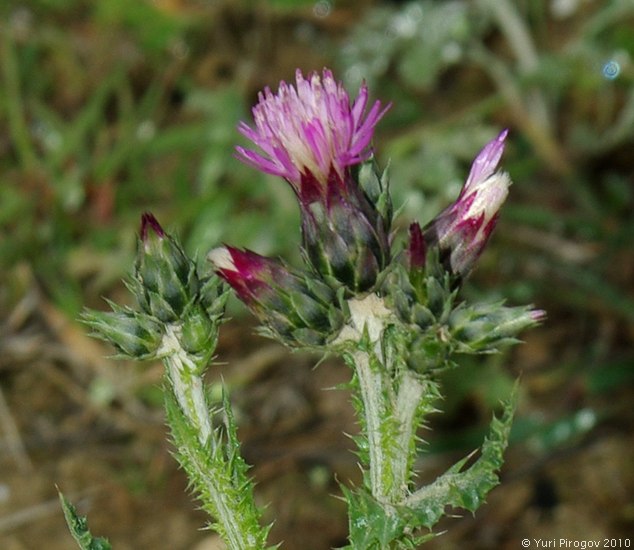 Изображение особи Carduus beckerianus.