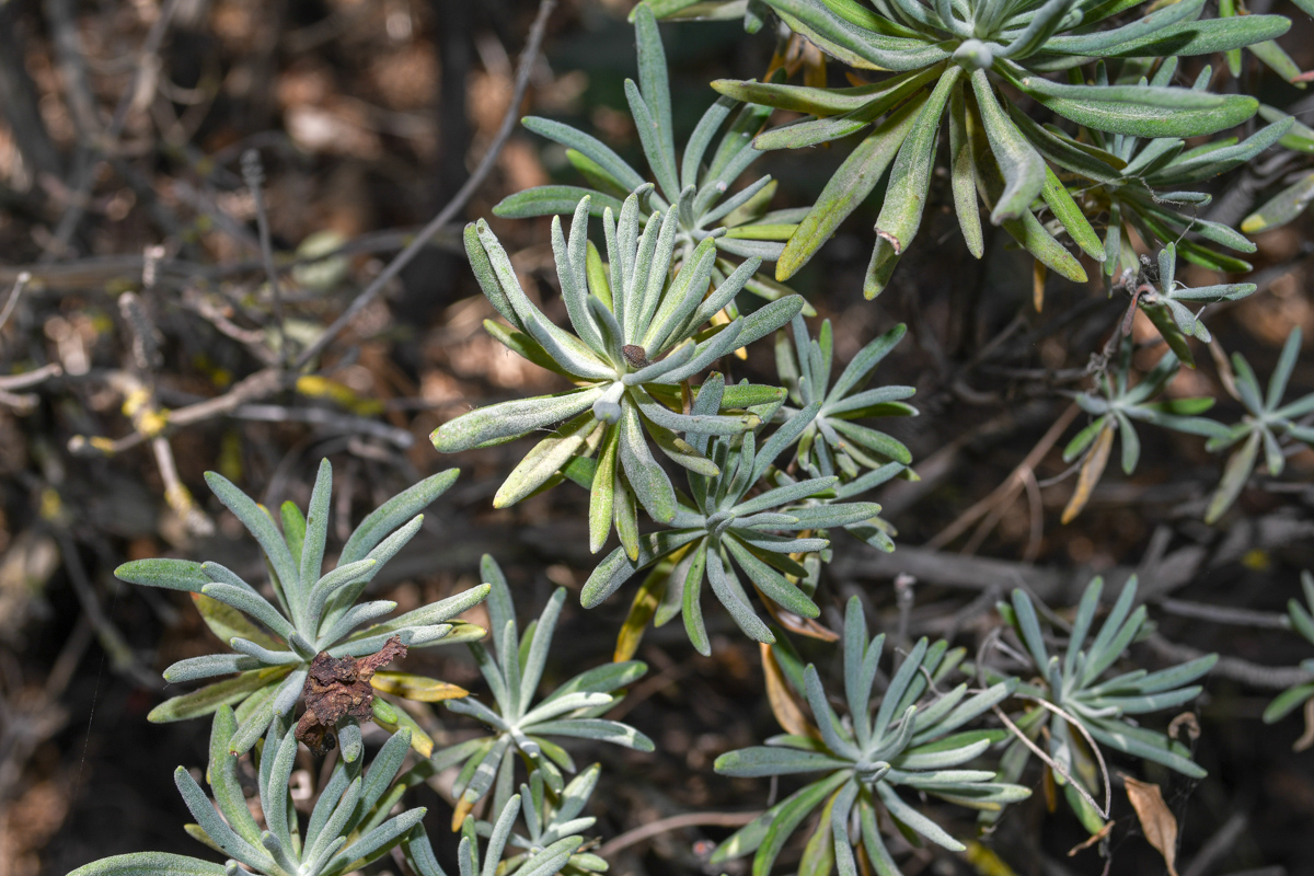 Изображение особи Eriogonum arborescens.