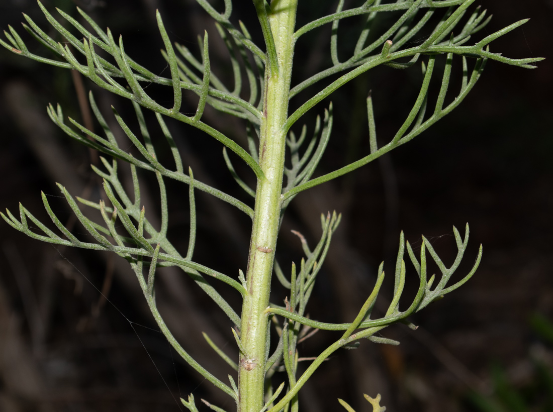 Изображение особи Hymenolepis crithmifolia.