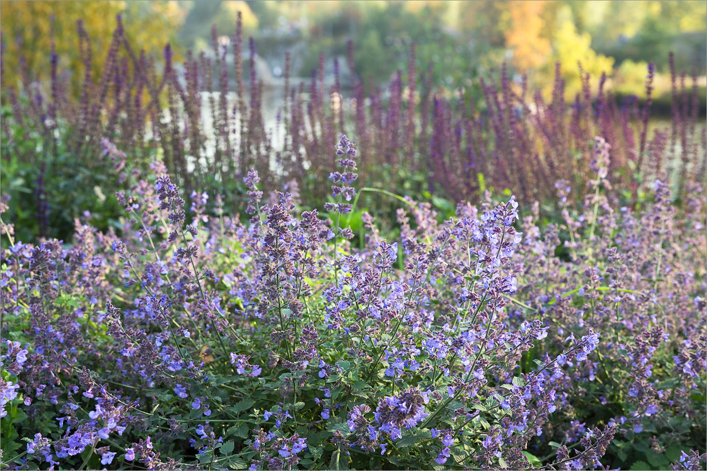 Изображение особи род Nepeta.