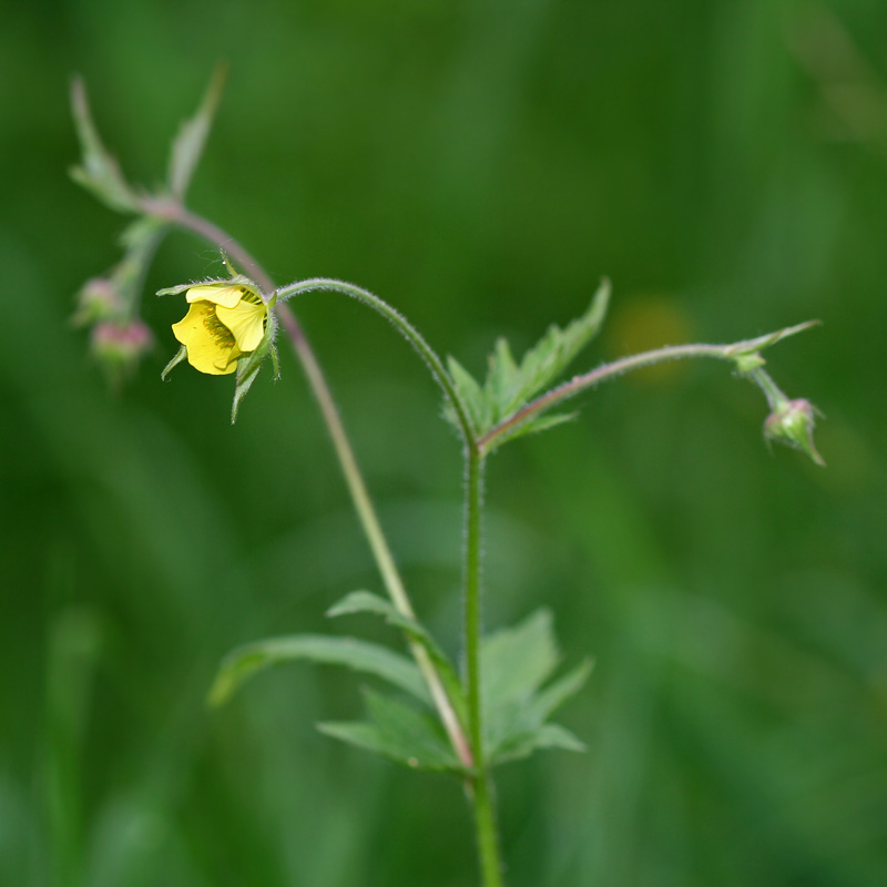 Изображение особи Geum &times; intermedium.