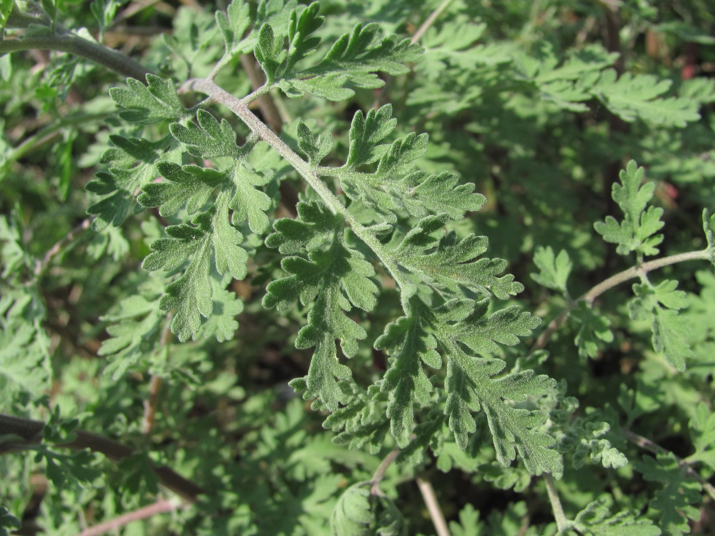 Image of genus Artemisia specimen.