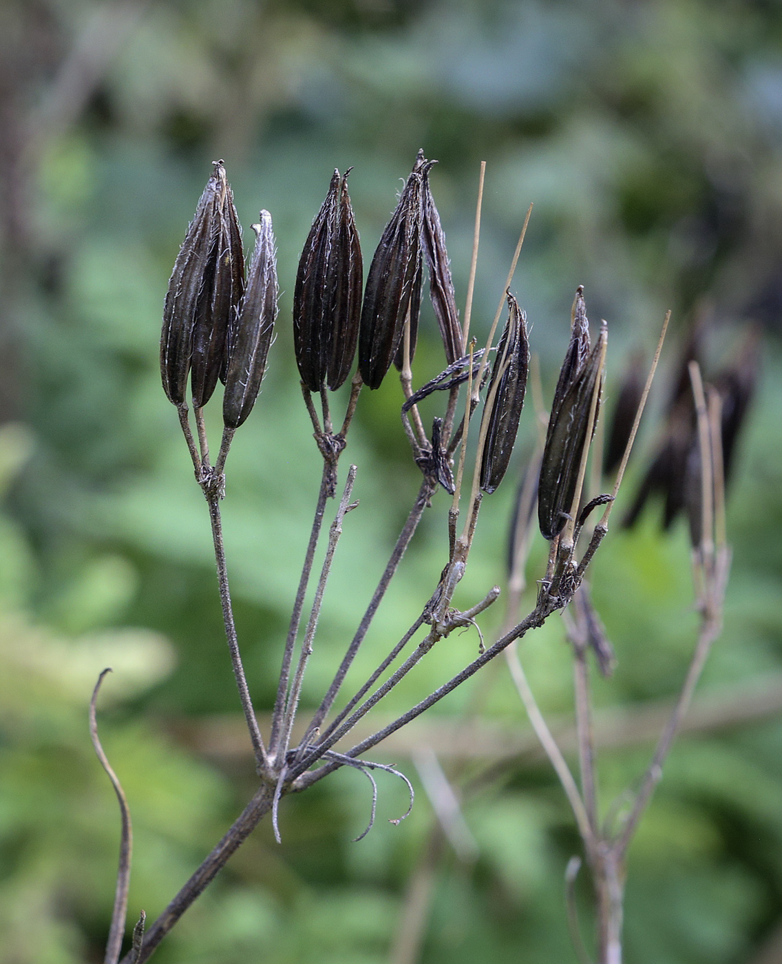 Image of Myrrhis odorata specimen.