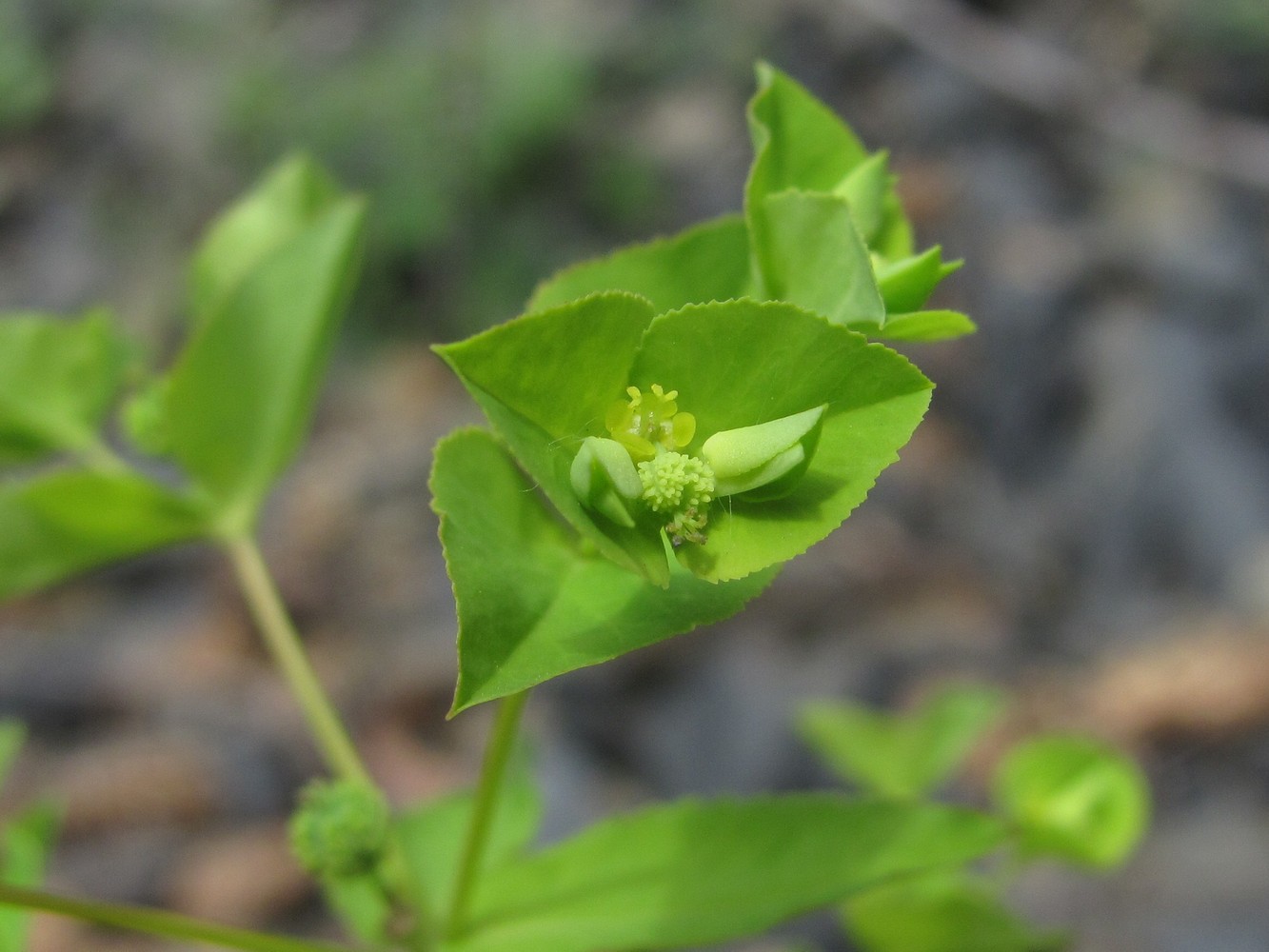 Image of Euphorbia stricta specimen.