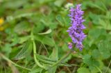 Dactylorhiza urvilleana. Верхушка побега с соцветием. Республика Северная Осетия-Алания, Ирафский р-н, Большой Кавказ, правый склон долины р. Караугомдон, ≈ 1580 м н.у.м., смешанный лес. 08.07.2021.