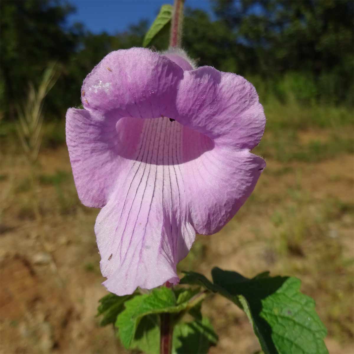 Изображение особи Ceratotheca triloba.