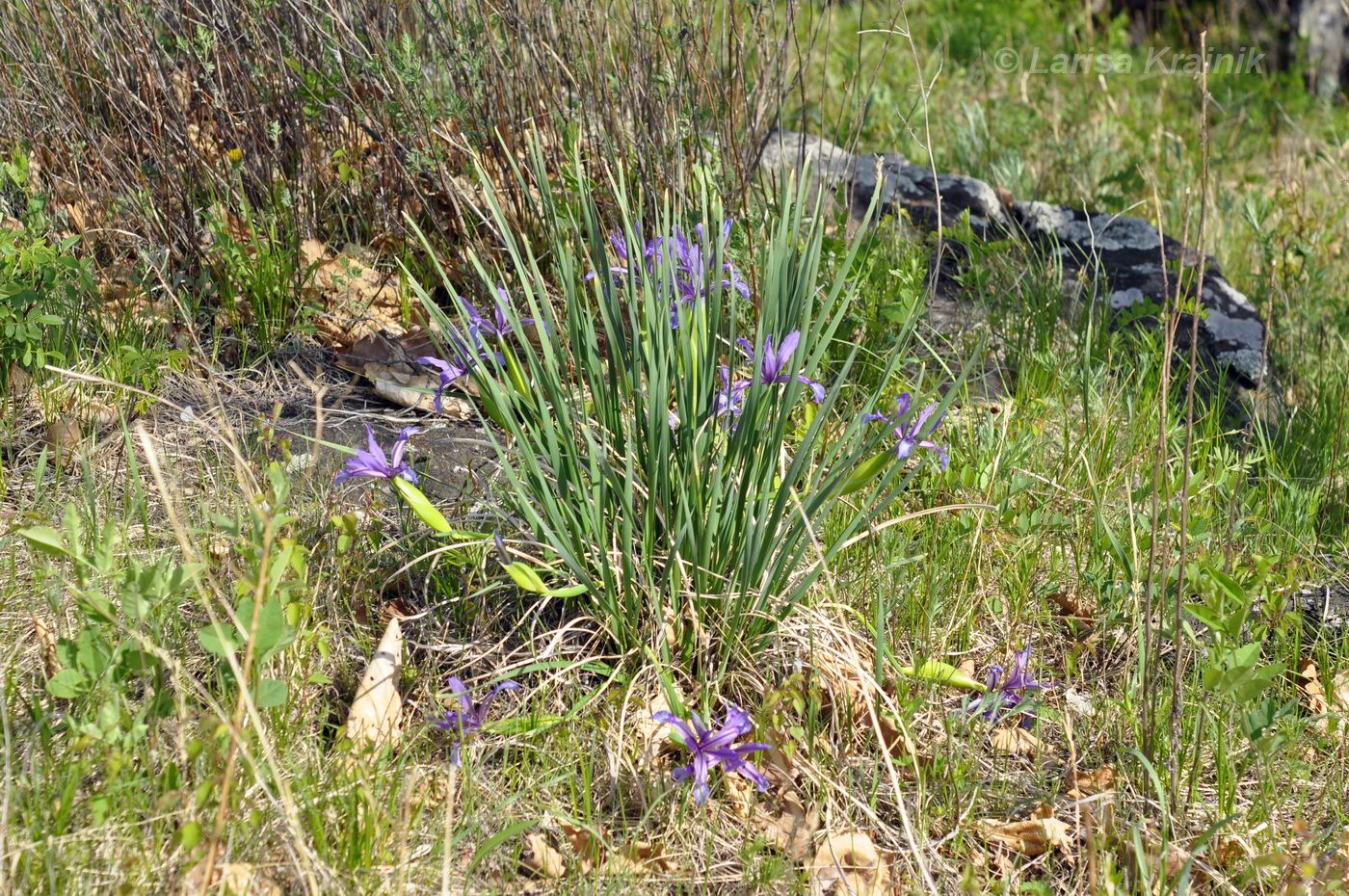 Image of Iris ventricosa specimen.