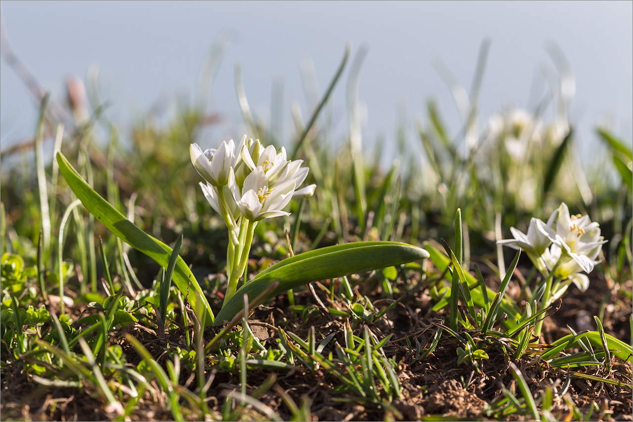 Image of Ornithogalum balansae specimen.