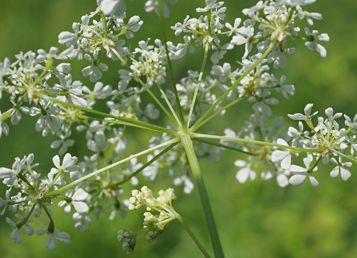 Image of Anthriscus sylvestris specimen.