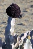 Desmidorchis retrospiciens. Побег с соцветием. Эфиопия, провинция Афар, аураджа Западное Харерге, национальный парк \"Аваш\". 19.12.2014.