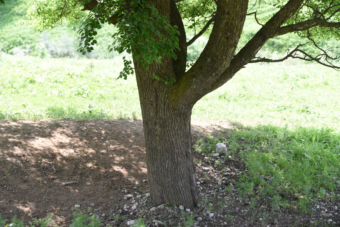 Изображение особи Pyrus caucasica.