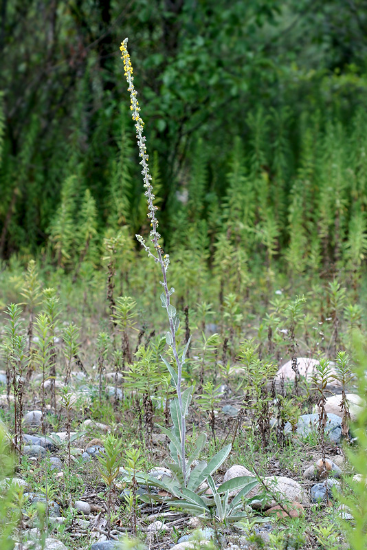 Изображение особи Verbascum eriorrhabdon.