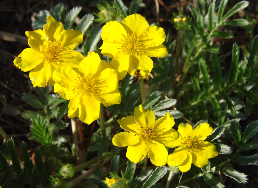 Изображение особи Potentilla anserina.