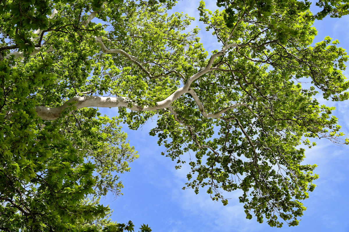 Изображение особи Platanus orientalis.