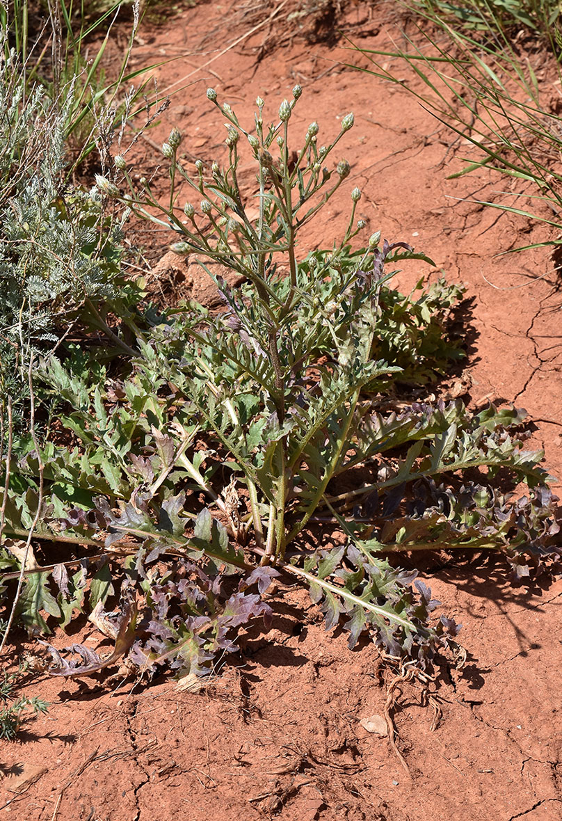 Image of Klasea erucifolia specimen.