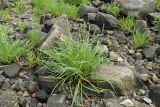 Plantago maritima