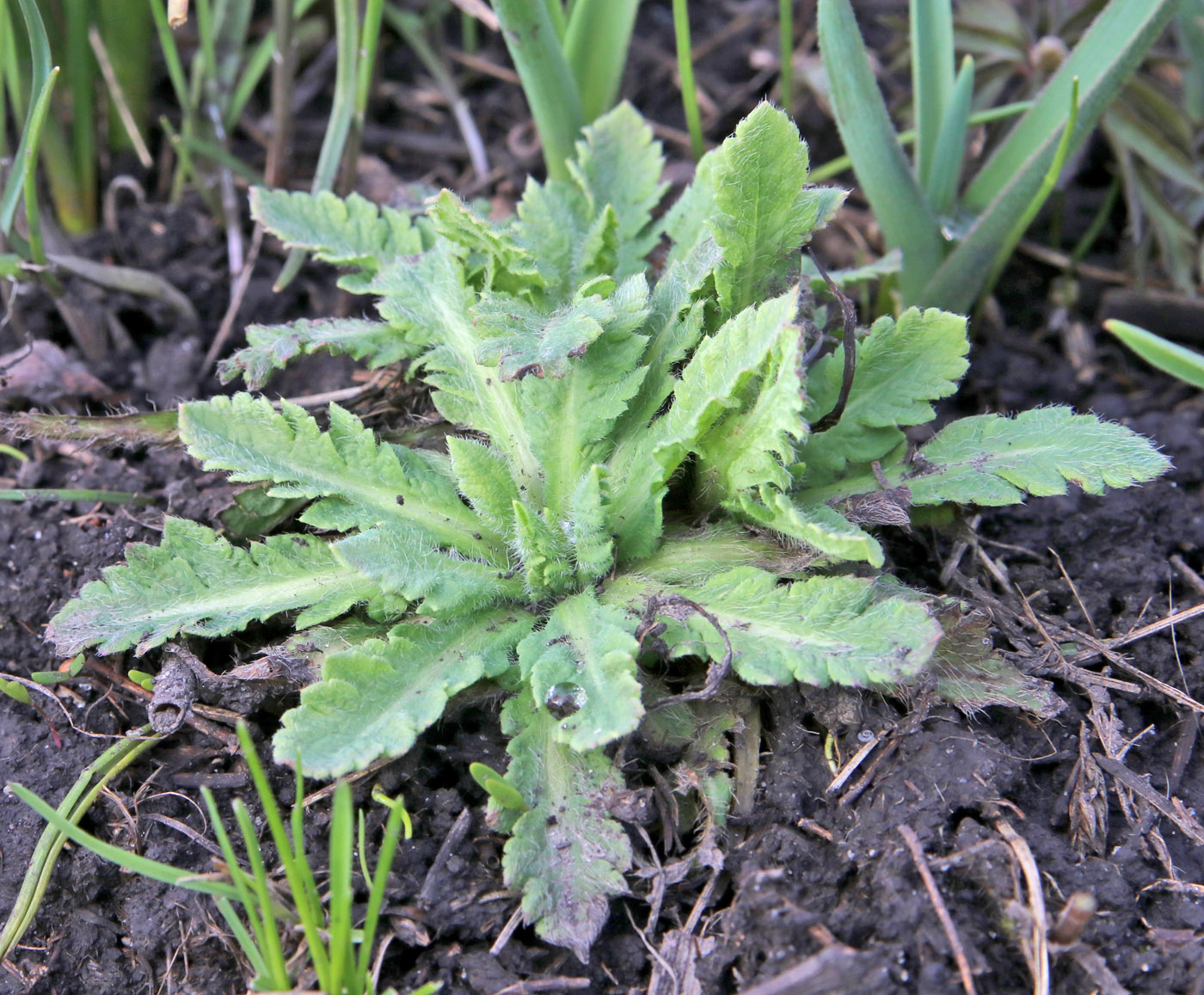 Изображение особи Papaver rupifragum.