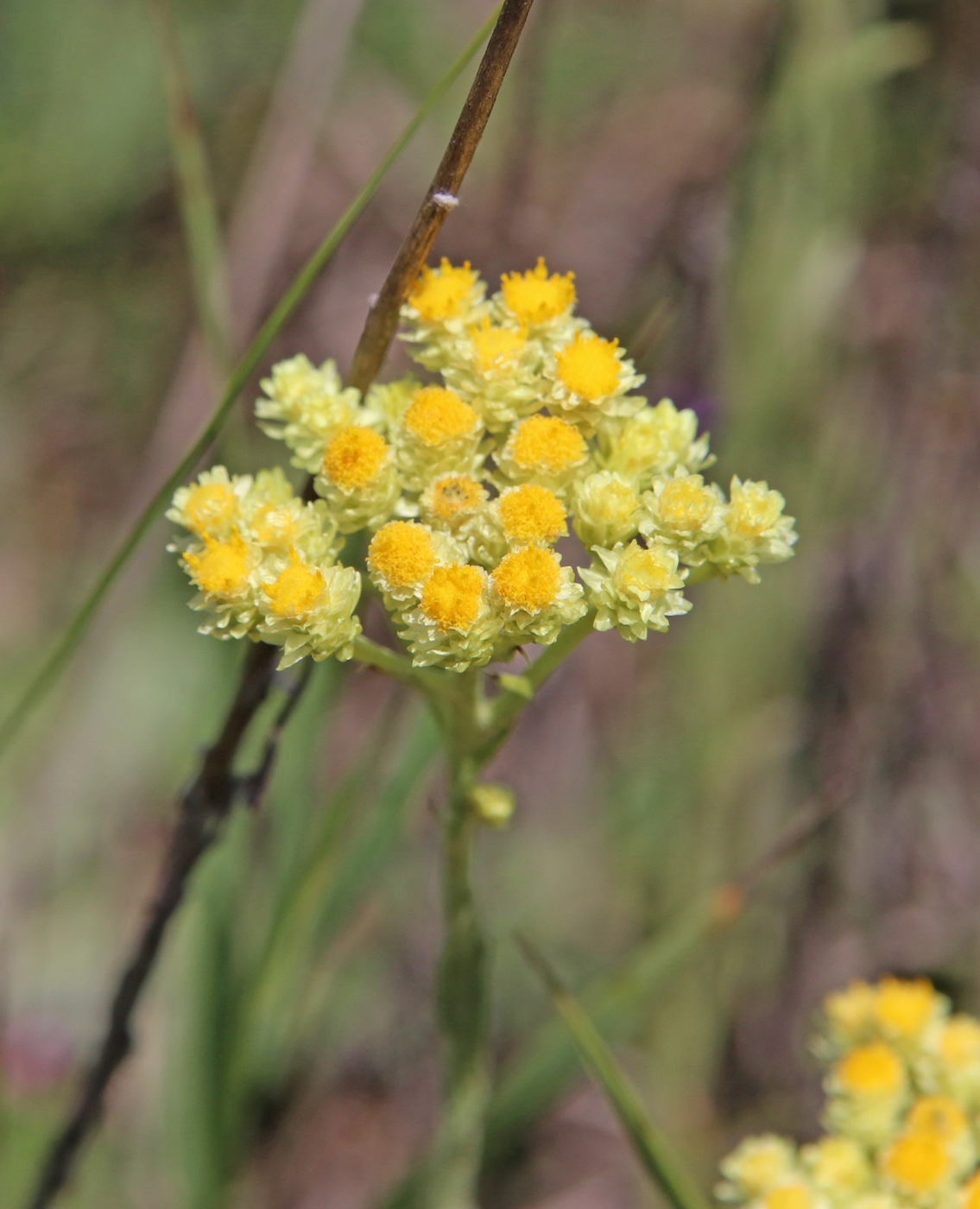 Image of Helichrysum arenarium specimen.