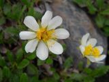 Dryas oxyodonta. Цветок. Республика Алтай, Кош-Агачский р-н, верховье р. Актру, морена ледника Малый Актру. 24.07.2013.