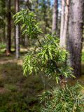 Juniperus communis. Верхушка ветви с развивающимися побегами, микростробилами и галлами. Тверская обл., Кимрский р-н, окр. дер. Устиново, сосново-еловый бор. 06.06.2022.