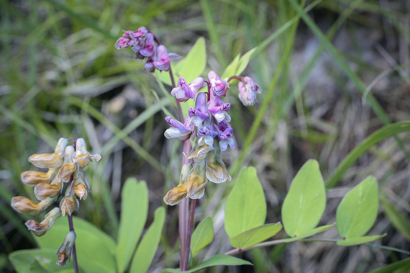 Image of Lathyrus pisiformis specimen.