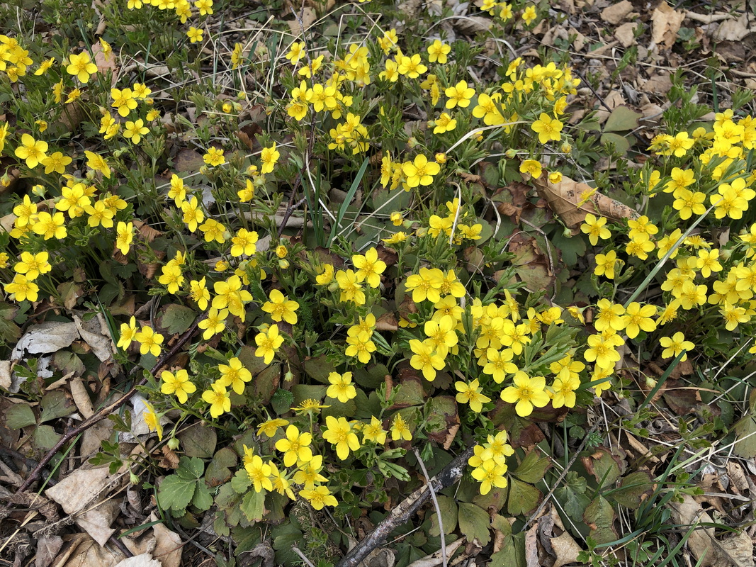 Image of Waldsteinia ternata ssp. maximowicziana specimen.