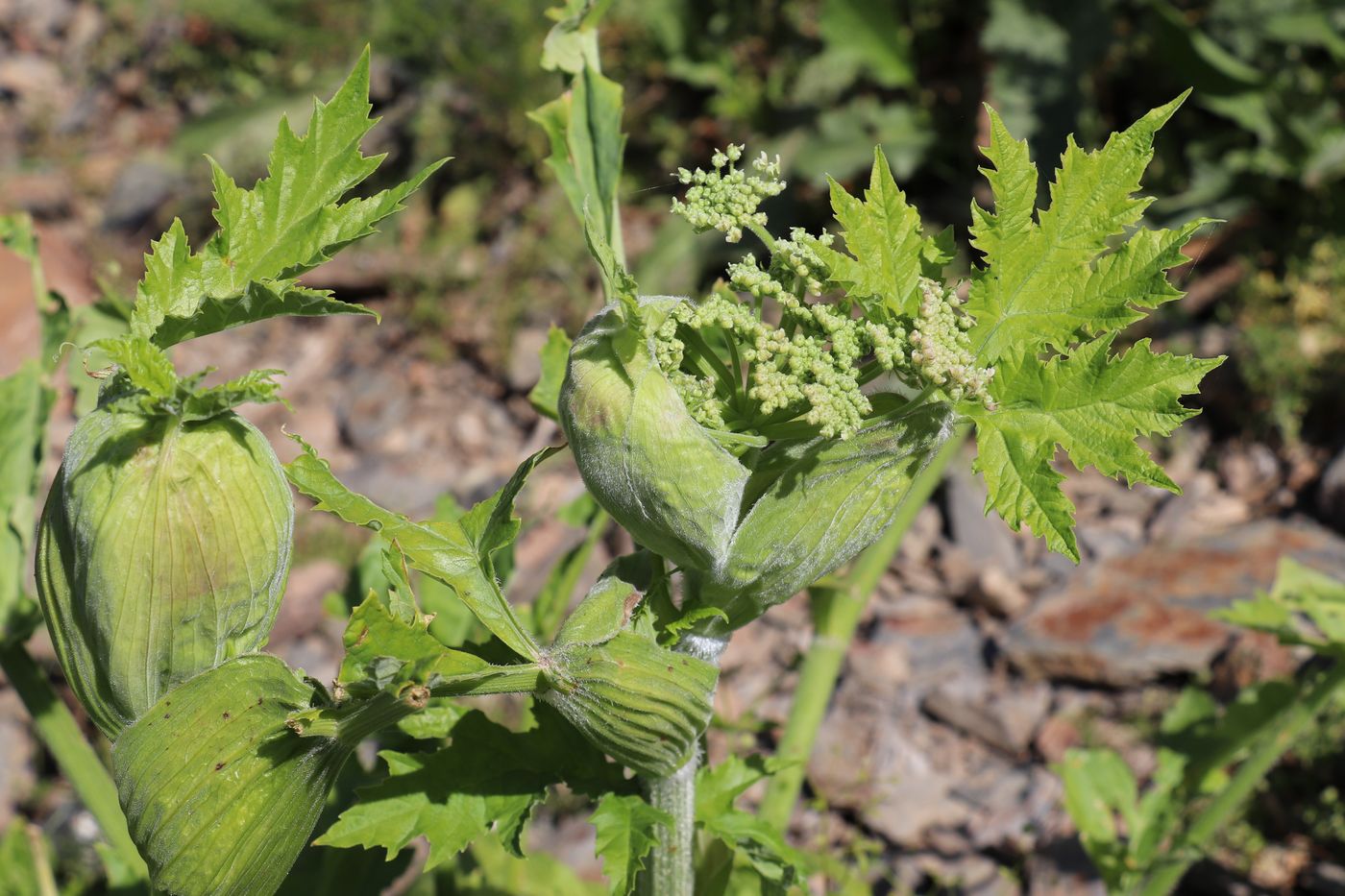 Image of Heracleum lehmannianum specimen.