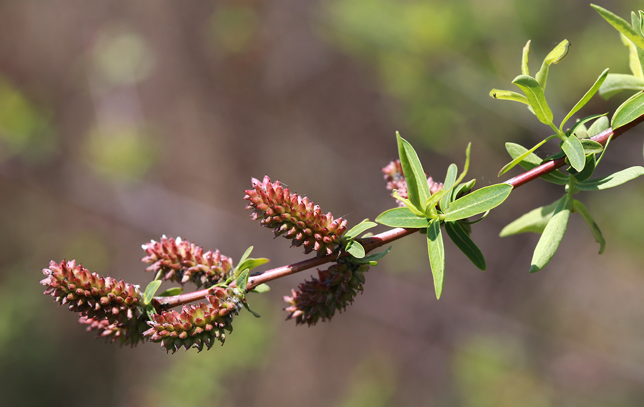 Image of Salix integra specimen.