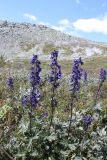 Delphinium elatum