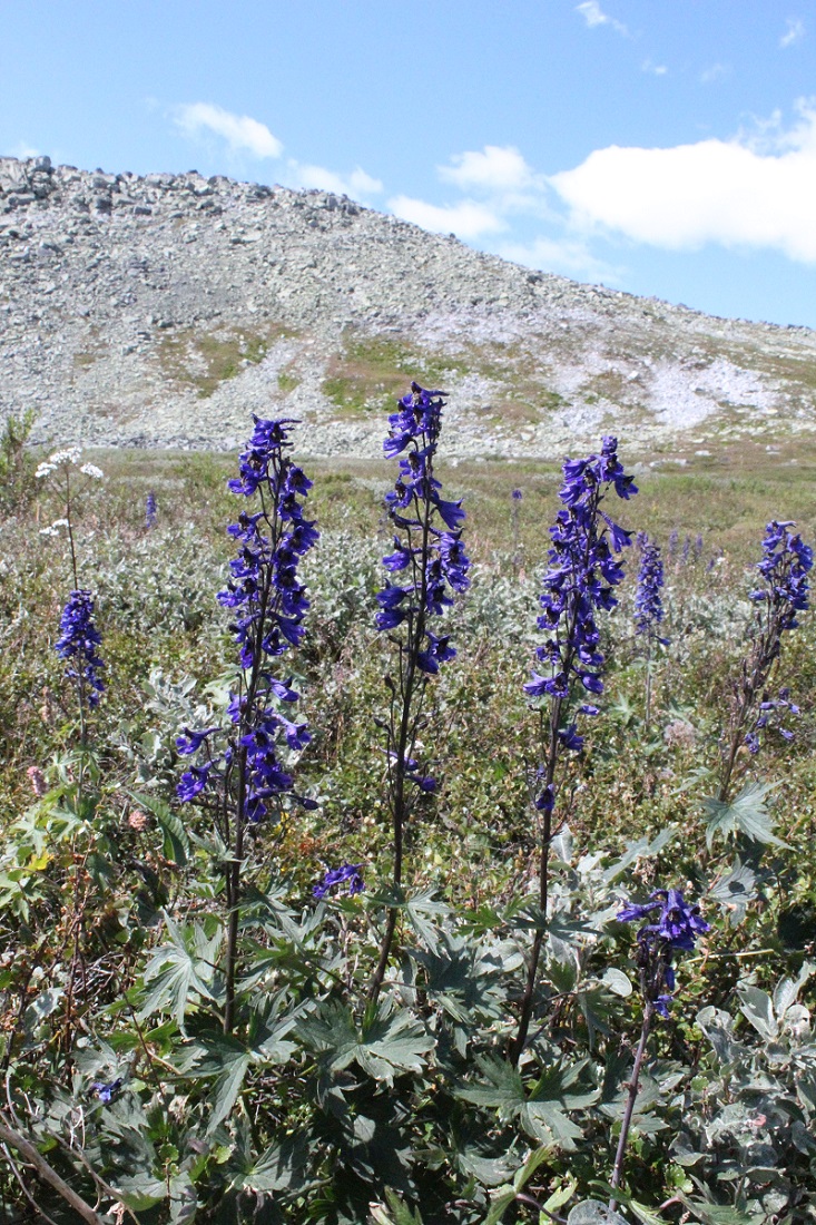 Image of Delphinium elatum specimen.