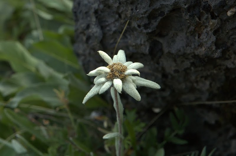Изображение особи Leontopodium kamtschaticum.