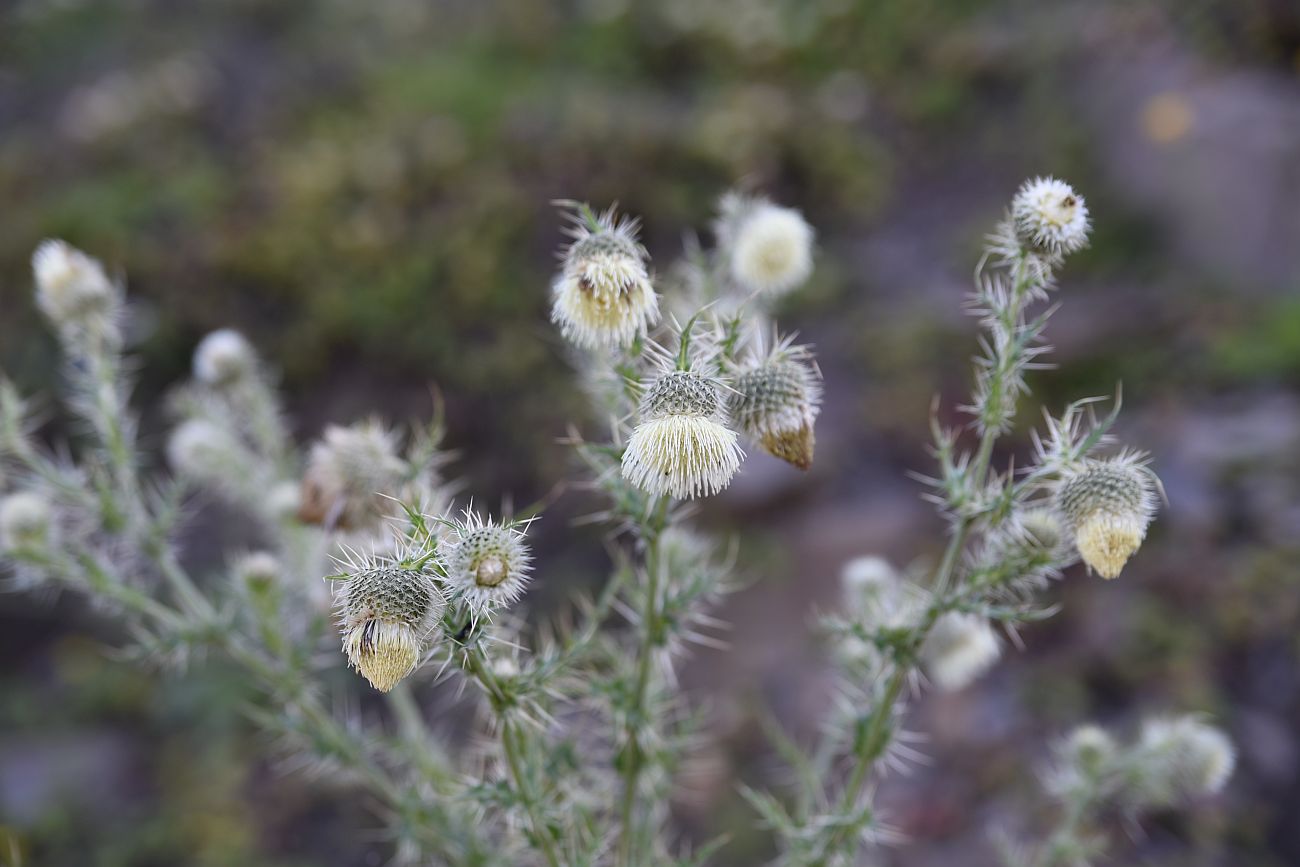 Image of Cirsium echinus specimen.