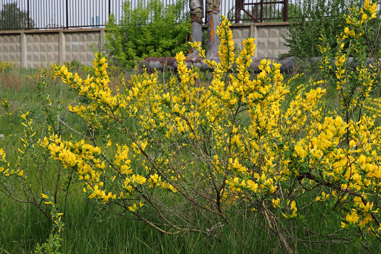 Image of Chamaecytisus ruthenicus specimen.