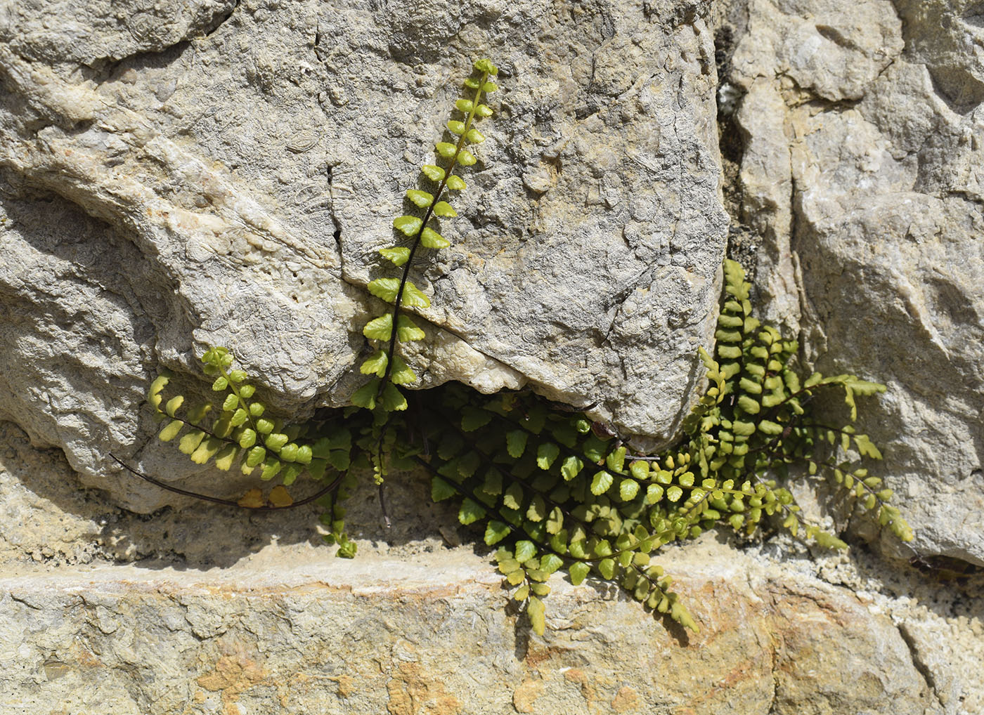 Image of Asplenium trichomanes specimen.