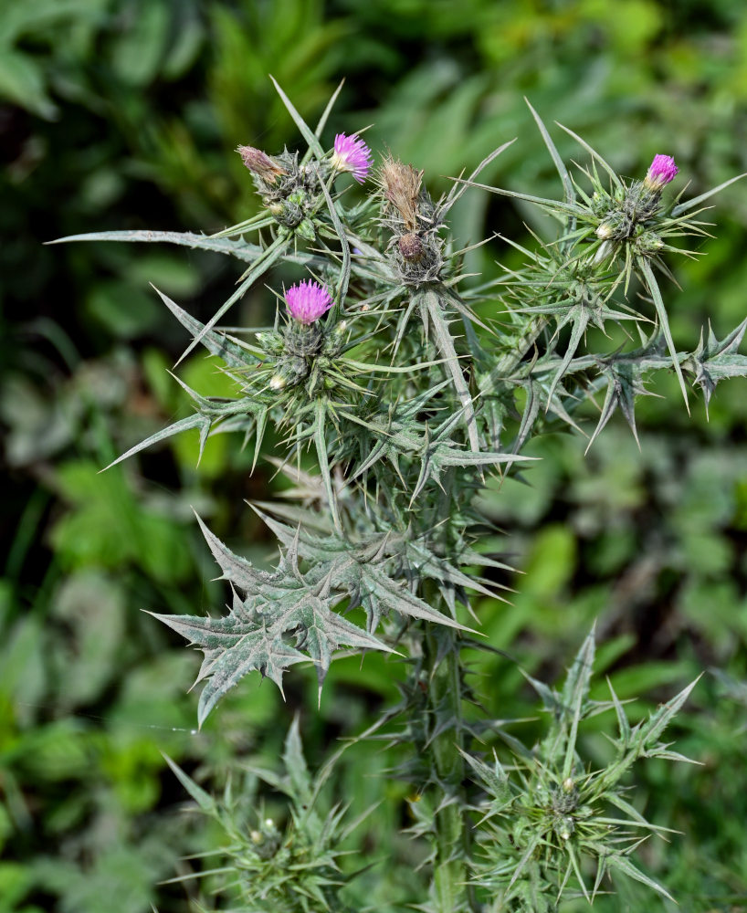 Image of Carduus arabicus specimen.