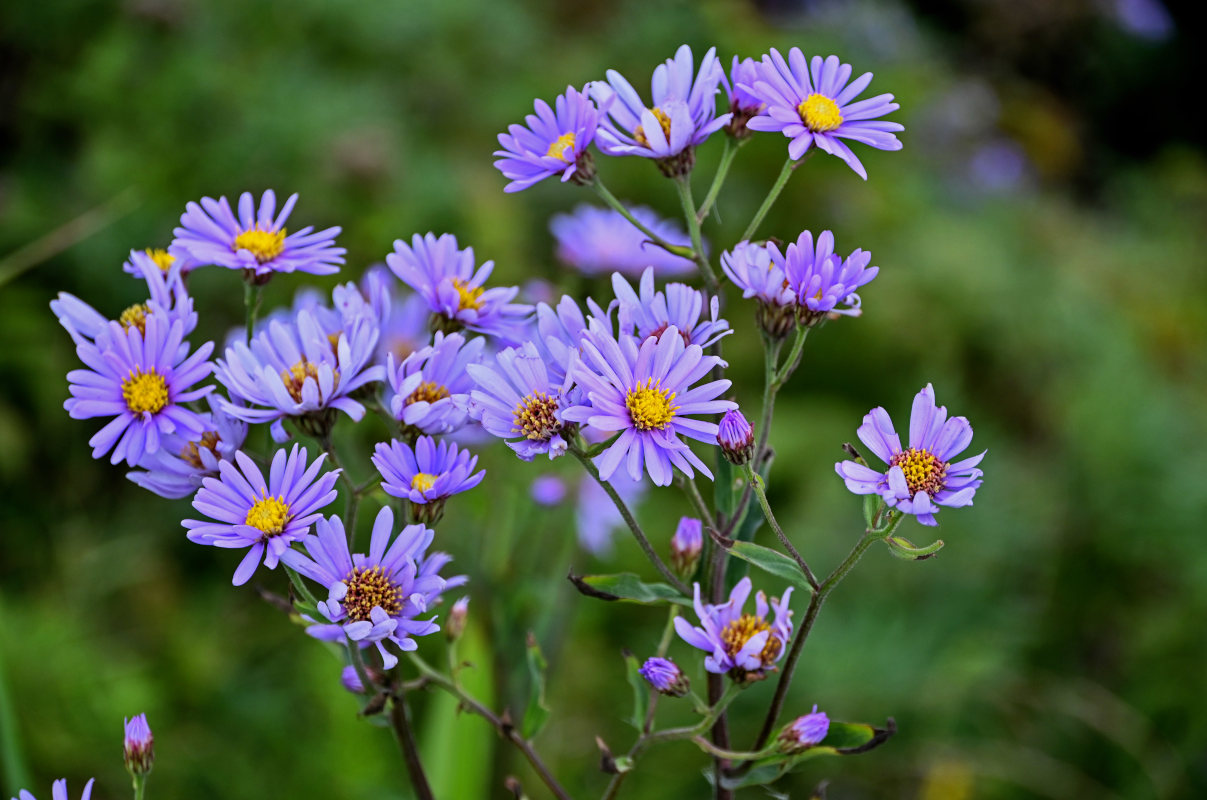 Image of Aster tataricus specimen.