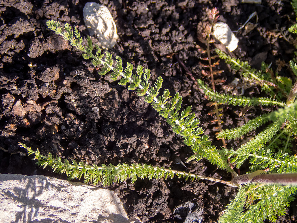 Image of Achillea millefolium specimen.