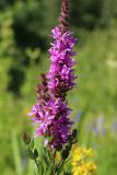 Lythrum salicaria. Общее соцветие. Новгородская обл., Новгородский р-н, дер. Юрьево напротив музея «Витославлицы», луг (бывший сенокос?) среди леса. 24.07.2023.