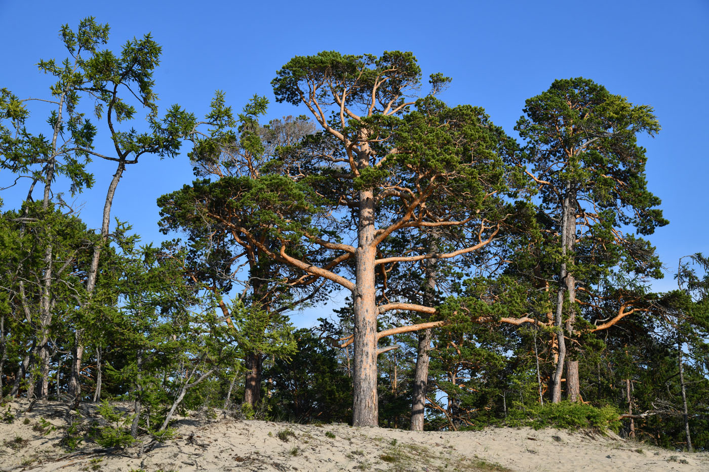 Изображение особи Pinus sylvestris.