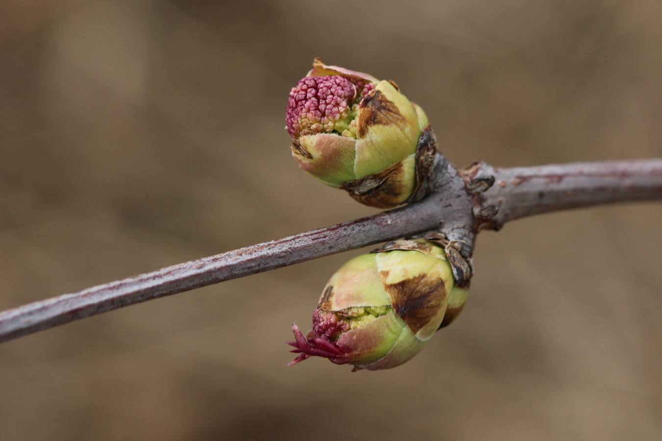 Изображение особи род Sambucus.