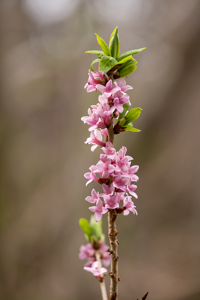 Image of Daphne mezereum specimen.